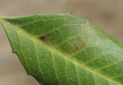 Stigmella heteromelis