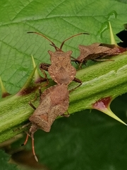 Coreus marginatus