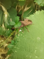 Coreus marginatus