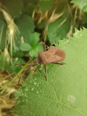 Coreus marginatus