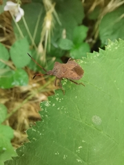 Coreus marginatus