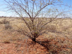Prosopis glandulosa
