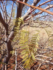 Prosopis glandulosa