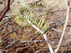 Prosopis glandulosa