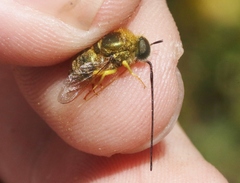 Eulonchus smaragdinus