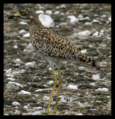 Burhinus capensis capensis