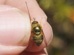 Eulonchus smaragdinus