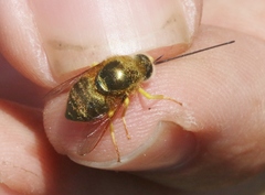 Eulonchus smaragdinus