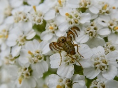 Chaetorellia jaceae