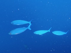 Caesio lunaris