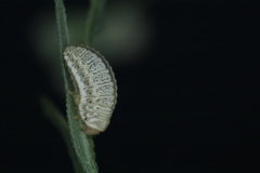 Zygogramma bicolorata