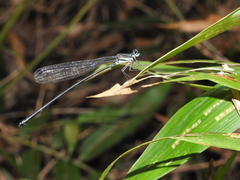 Esme mudiensis