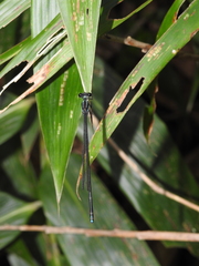 Esme mudiensis