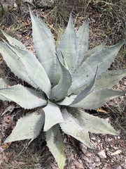 Agave durangensis