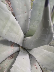 Agave durangensis