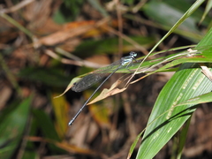 Esme mudiensis