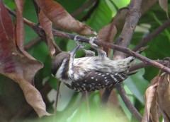 Yungipicus moluccensis