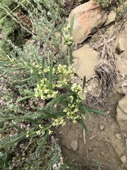 Vincetoxicum sibiricum