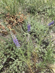 Veronica pinnata