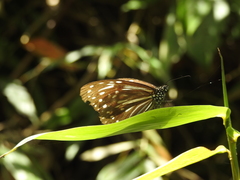Parantica nilgiriensis