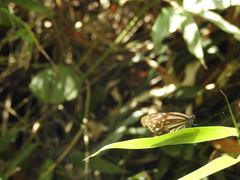 Parantica nilgiriensis