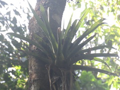 Tillandsia imperialis