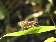 Parantica nilgiriensis