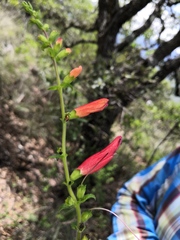 Lamourouxia rhinanthifolia