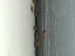 Trichomyrmex destructor