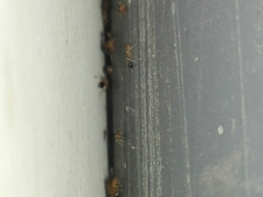 Trichomyrmex destructor
