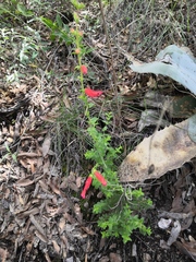 Lamourouxia rhinanthifolia