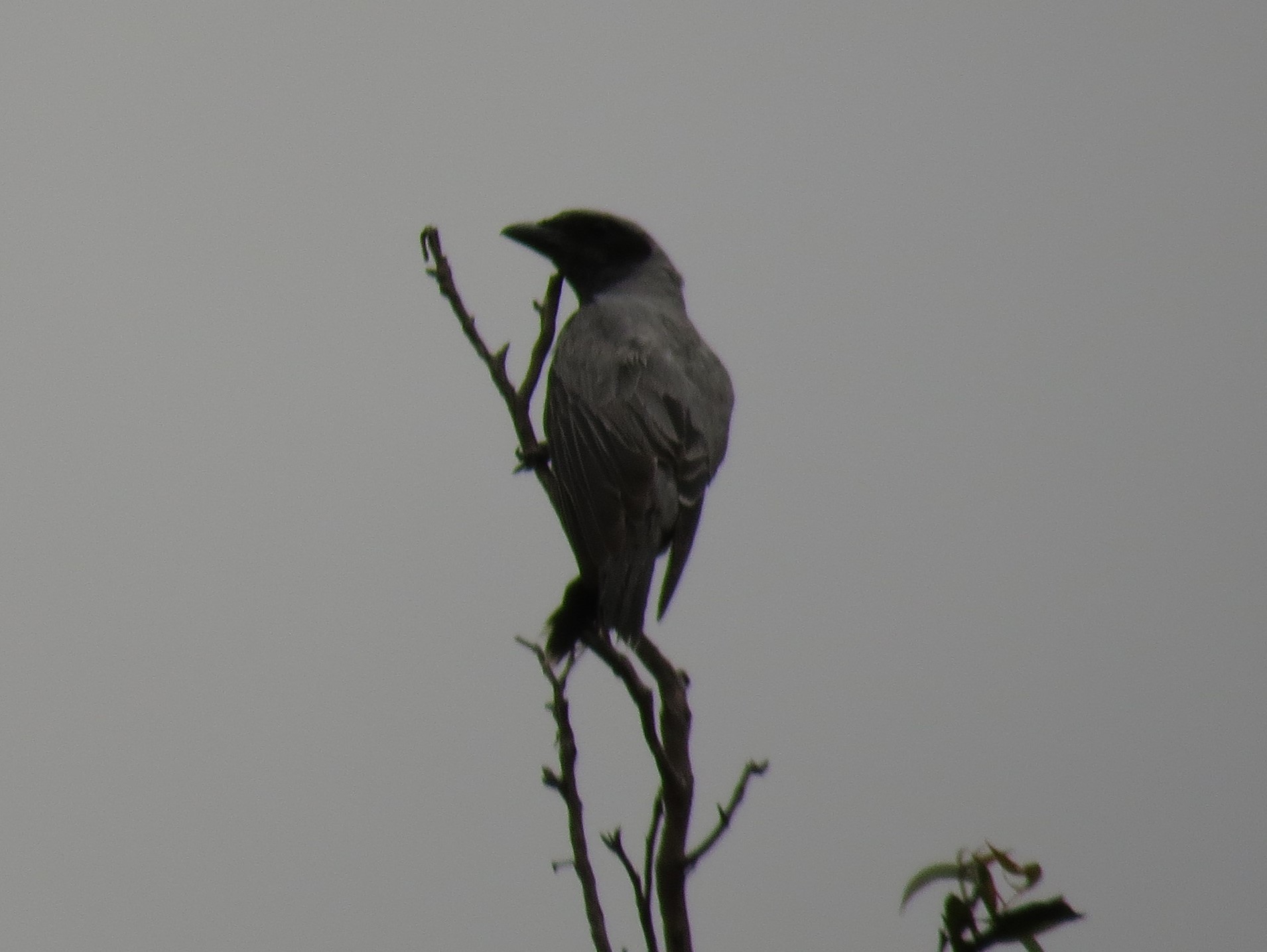 Black-faced Cuckooshrike