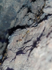 Trichomyrmex destructor