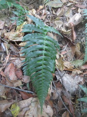 Blechnum appendiculatum