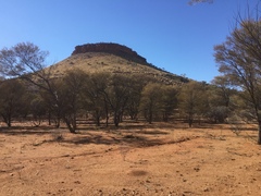 Acacia aneura