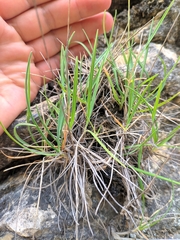 Oreochloa confusa