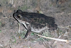 Rhinella major