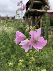Malva × clementii