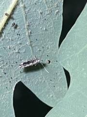 Coleotechnites florae