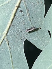 Coleotechnites florae