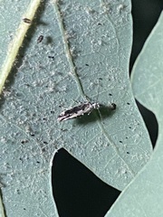 Coleotechnites florae