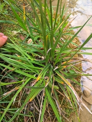 Carex lepidocarpa