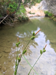 Carex lepidocarpa