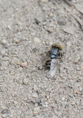 Eristalinus tarsalis