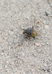 Eristalinus tarsalis