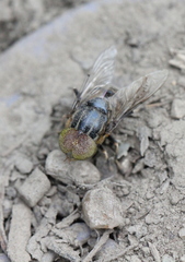 Eristalinus tarsalis
