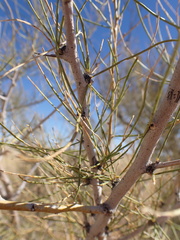 Parkinsonia aculeata
