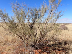 Parkinsonia aculeata