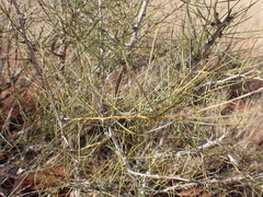 Parkinsonia aculeata