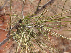 Parkinsonia aculeata